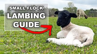 BEGINNER GUIDE TO LAMBING ON PASTURE  Dorper Sheep Farming in Texas Raising Dorper Lambs for Profit [upl. by Akahs938]