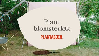 Plant blomsterløk [upl. by Eillah286]