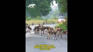 BABUINO ES ACORRALADO POR MANADA DE PERROS SALVAJES [upl. by Shalna]