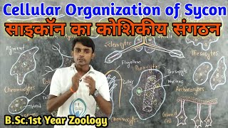 Cellular Organization  Histology of Sycon  BSc1st year  Zoology  by Prahalad Sir [upl. by Seaver307]