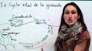 22 Sciences 9e Le cycle vital [upl. by Enar87]