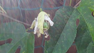 Maypop passion fruit looks like my plant may be self fertile after all [upl. by Enelhtak]