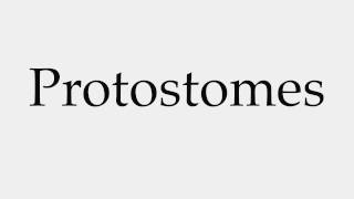 How to Pronounce Protostomes [upl. by Ellehcin]