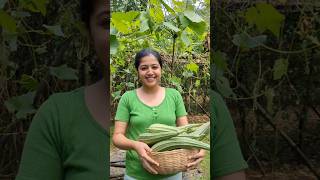 Mini Vlog 90 kokan vegetables homegrown farm maharashtra swanandisardesai [upl. by Ettenan]