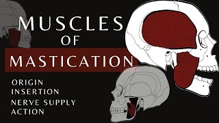 Muscles of Mastication  Gross Anatomy and Physiology [upl. by Boser]