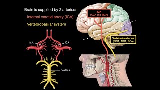 Blood supply to the brain [upl. by Nilrem]