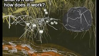 Mycorrhiza II – what is it and how does it work [upl. by Nahamas]