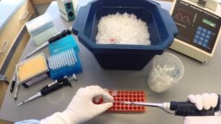 PCR Protocol  Part 1 [upl. by Isolda]