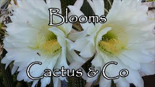 FLOWERING WONDERS Blooms Cactus amp CoECHINOCEREUSTRICHOCEREUS MAMMILLARIAHIBISCUSCACTUS PLANTS [upl. by Venita]