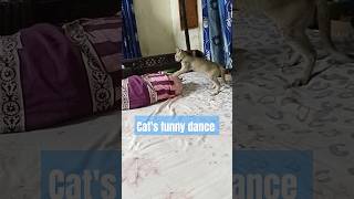 Cats funny dancerajkumar songfunny cat videoscat videos compilationtry not to laughshortscats [upl. by Lilaj]