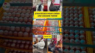 P02 Comment CRÉER VOTRE FERME Voici les stratégies pouletgoliath investiraupays agriculture [upl. by Anoynek787]