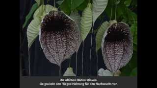 Aristolochia grandiflora [upl. by Hefter]