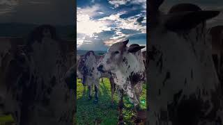 Nelor pentado cow breed in cattle farm cattlefarming trending viral cowfarming cow brahman [upl. by Adiasteb]