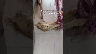 Cute cat  string curtain toy for him Please comment share and subscribe 🙏 [upl. by Laryssa482]