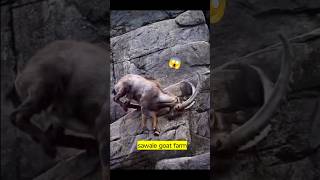 Markhor bakri 😱 trending viralvideo facts pets animals goat sawale farming love markhor [upl. by Sucy192]