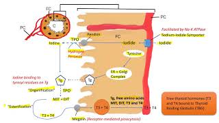 Thyroid Hormone Synthesis Endocrine Pathophysiology [upl. by Htinnek]