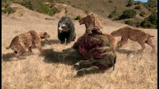 ShortFaced Bear vs Sabertooth Smilodon  Prehistoric Predators Episode 3 [upl. by Madonia]