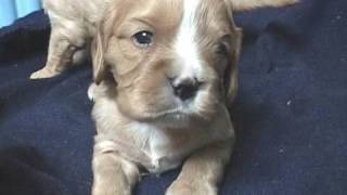 Cavalier King Charles Spaniel Puppies  3 Weeks Old [upl. by Aitret]