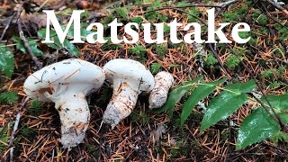 How to find matsutake mushrooms  Pine mushrooms [upl. by Euqirdor]