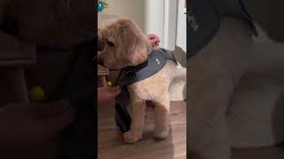 Fight the summer scaries with our ThunderShirt ASMR Help your dog stay calm during thunderstorms a [upl. by Ylek]