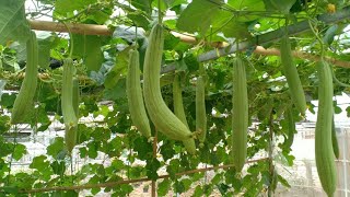 Luffa How To Grow Ridge Gourd from Seed at Home  Seeds to Harvest  Easy for beginners [upl. by Nivag]