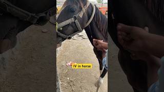 IV in horse Colic Treatment impaction in horse colic horse newmusic singer artist viral [upl. by Dj]