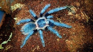 Salmon Pink Birdeater Feeding [upl. by Harrison]