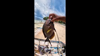 Surgeonfish low price in sibale island handline fishing 4K [upl. by Einneb345]