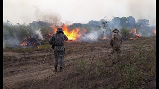 Queimadas em Biomas Brasileiros  Seminário sobre a preservação do Pantanal  16092021 [upl. by Esereht589]