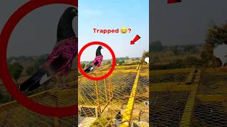 kabootar Pakerty Time Moye Moye Ho GYA  pigeonvideos bird pigeonlover kabutar trapped kabutr [upl. by Ardnuasak]