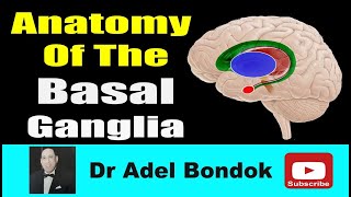 Anatomy of the Basal Ganglia Dr Adel Bondok [upl. by Donal886]