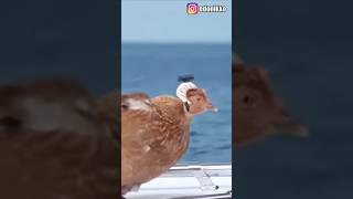 Usare UN POLLO come VIDEOCAMERA  5 curiosità FUORI di TESTA [upl. by Houston669]