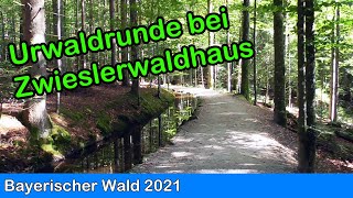 Bayerischer Wald  UrwaldRunde bei Zwieslerwaldhaus [upl. by Ellerrehc]