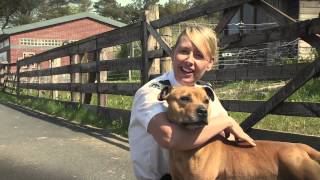 Scottish SPCA staffie song [upl. by Soma]