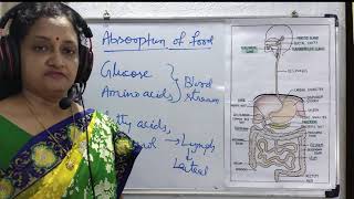 Absorption Assimilation and Egestion  A Complete process of digestive system Absorption [upl. by Canty]