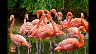 Facts about Flamingo [upl. by Nenerb688]