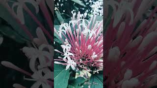 Starburst bush Clerodendrum quadriloculare bronzeleaved clerodendrum fireworks plant 煙火樹 [upl. by Azyl]