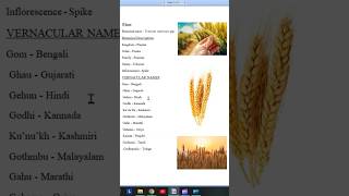 Cereal Crop Introduction  Biological profile of Wheat  Rabi Crop Wheat 2min  5marks Ready study [upl. by Enej]