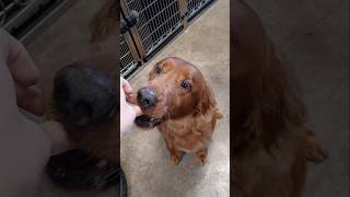 Dog dances for treats 😆 doggroomer irishsetter goldenretriever [upl. by Auqkinahs]