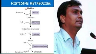 Histidine metabolism and related disorders  Hisidinemia  Biochemistry [upl. by Shiff]