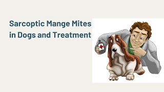 Sarcoptic Mange Mites in Dogs and Treatment [upl. by Suryc]