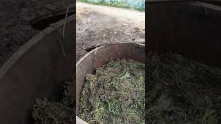 How Mentha Oil is Produced [upl. by Erasmo566]