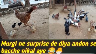 Murgi ke bacche Nikal aye 🥰  Pyare Pyare Murgi ke choze nikal aye 😊🐤 [upl. by Gunnar]