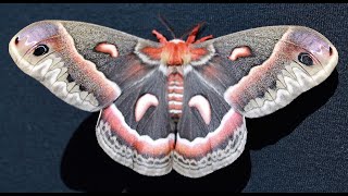 The Largest Moth in North America [upl. by Warrick]