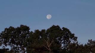 Wanning Gibbous Moon setting TimeLapse [upl. by Iatnwahs]