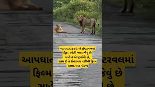 Gir abhyaran sasan gir lion 🦁🦁🦁 safaripark shorts lion [upl. by Legin]