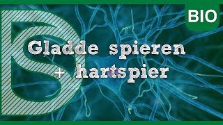 Examen biologie  Gladde spieren  hartspier Zenuwstelsel en spieren [upl. by Gehlbach]