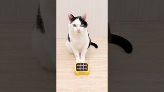 Cat and TIC TAC TOE [upl. by Zima]