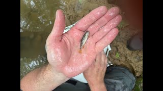 Smallest Brook Trout Ever [upl. by Duahsar]