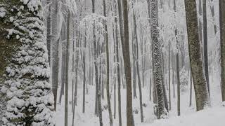 Relaxing Snowfall 2 Hours  Sound of Light Wind Breeze and Falling Snow in Forest [upl. by Erl]